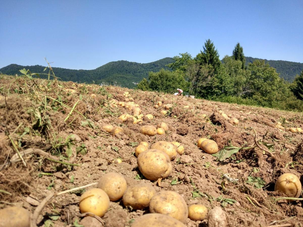 Tourist Farm Strle With Great Local Food Cerknica Exterior foto